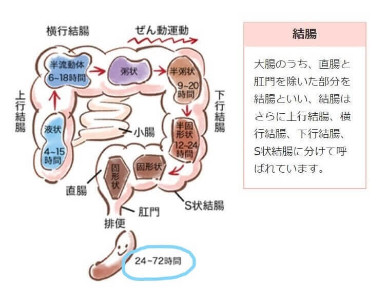 大腸の働きを説明したイラスト